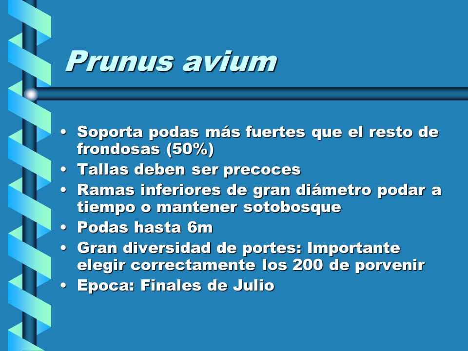 Prunus avium Soporta podas más fuertes que el resto de frondosas (50%)