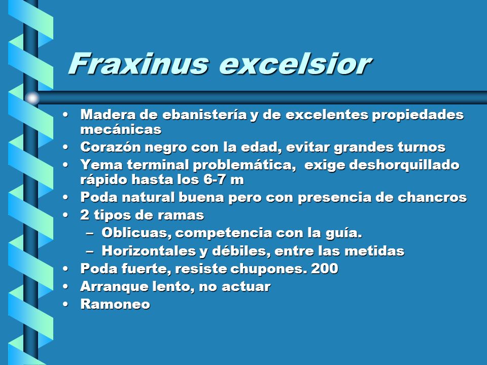Fraxinus excelsior Madera de ebanistería y de excelentes propiedades mecánicas. Corazón negro con la edad, evitar grandes turnos.
