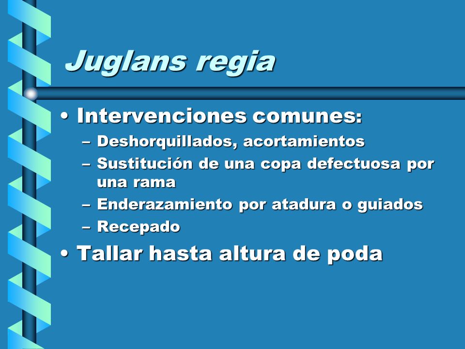 Juglans regia Intervenciones comunes: Tallar hasta altura de poda