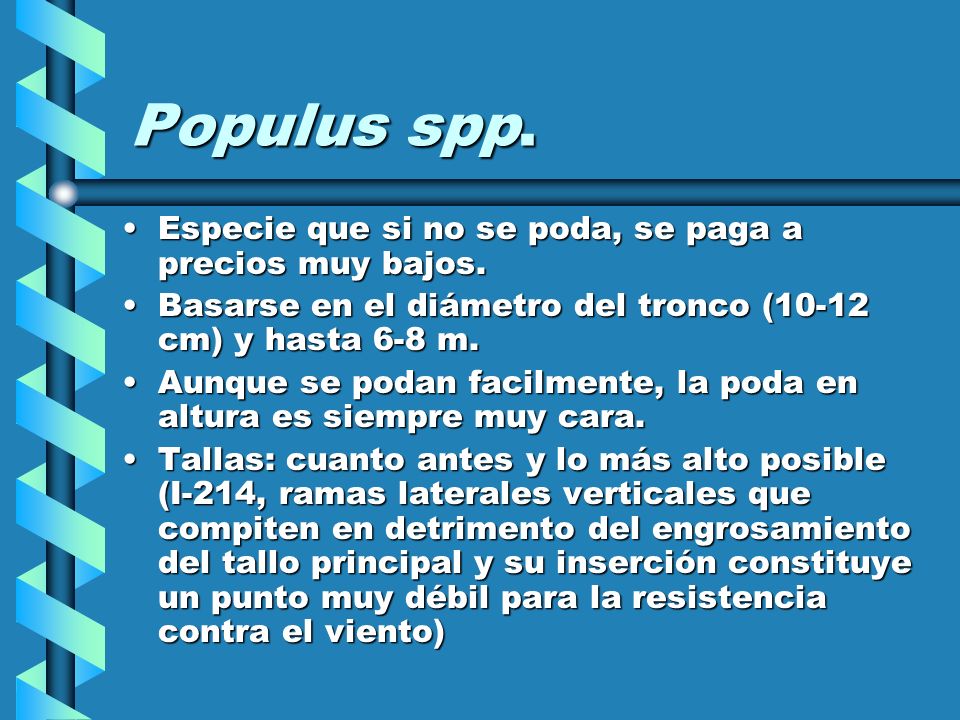 Populus spp. Especie que si no se poda, se paga a precios muy bajos.