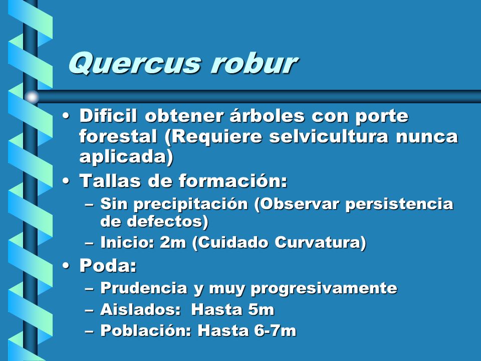 Quercus robur Dificil obtener árboles con porte forestal (Requiere selvicultura nunca aplicada) Tallas de formación: