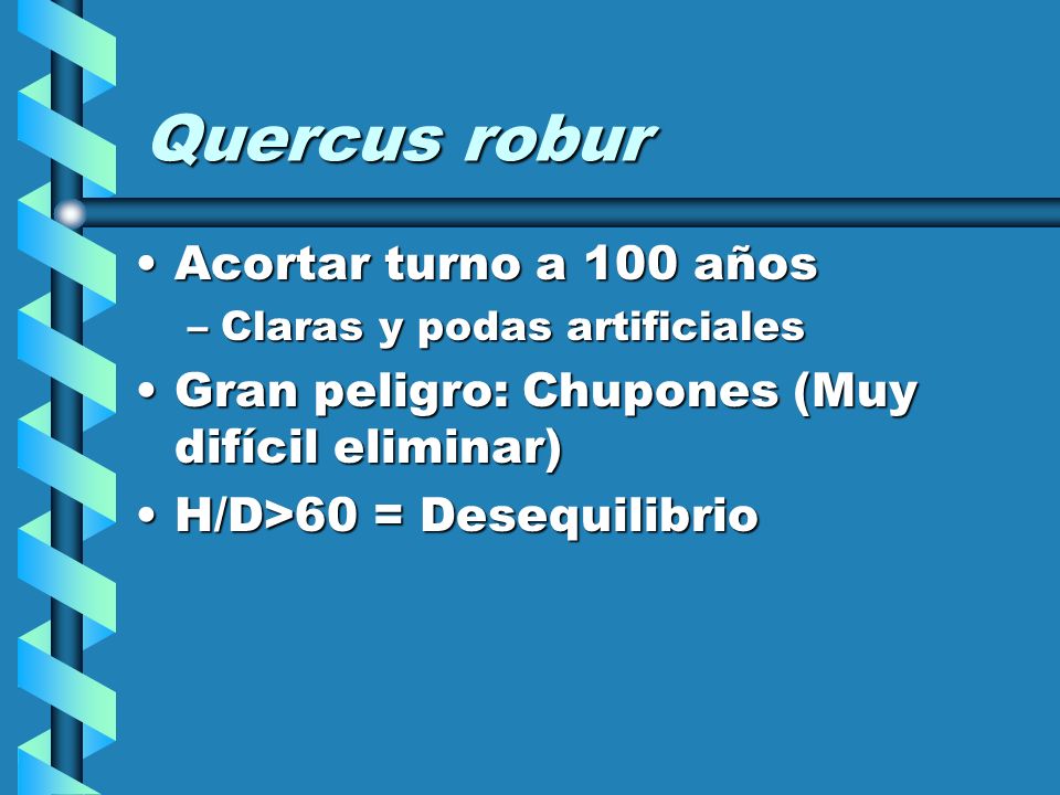 Quercus robur Acortar turno a 100 años