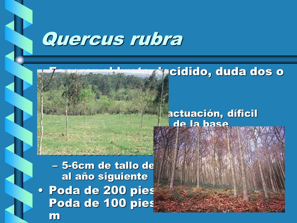 Quercus rubra Esperar el brote decidido, duda dos o tres años