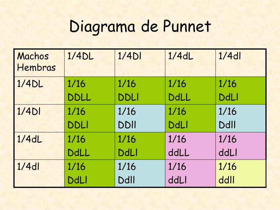 Diagrama de Punnet Machos Hembras 1/4DL 1/4Dl 1/4dL 1/4dl 1/16 DDLL
