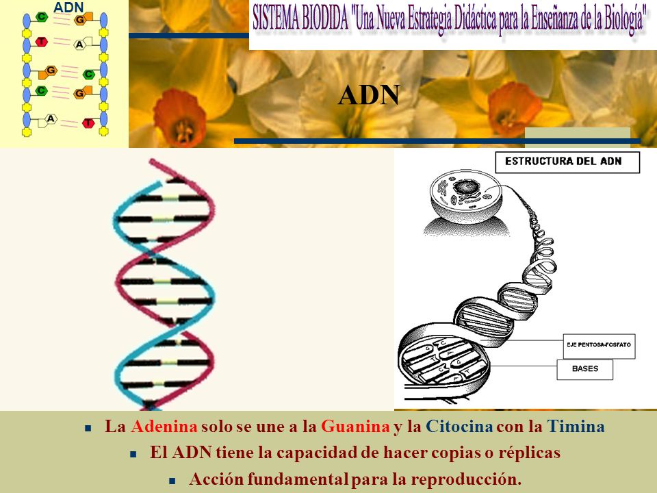 ADN La Adenina solo se une a la Guanina y la Citocina con la Timina
