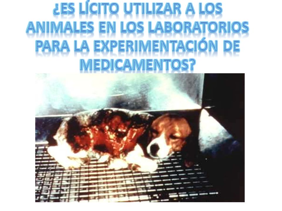 ¿Es lícito utilizar a los animales en los laboratorios para la experimentación de medicamentos