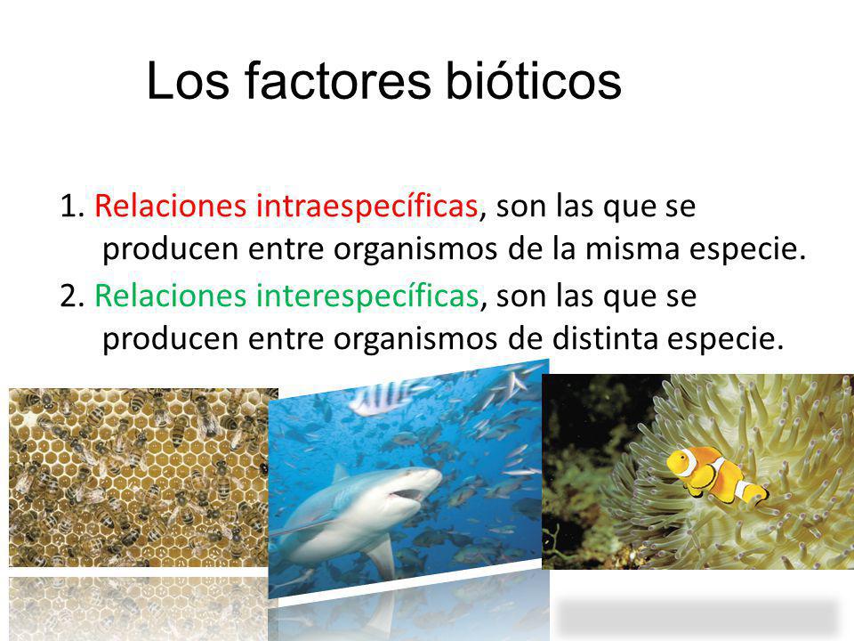 11 Los factores bióticos. 1. Relaciones intraespecíficas, son las que se producen entre organismos de la misma especie.