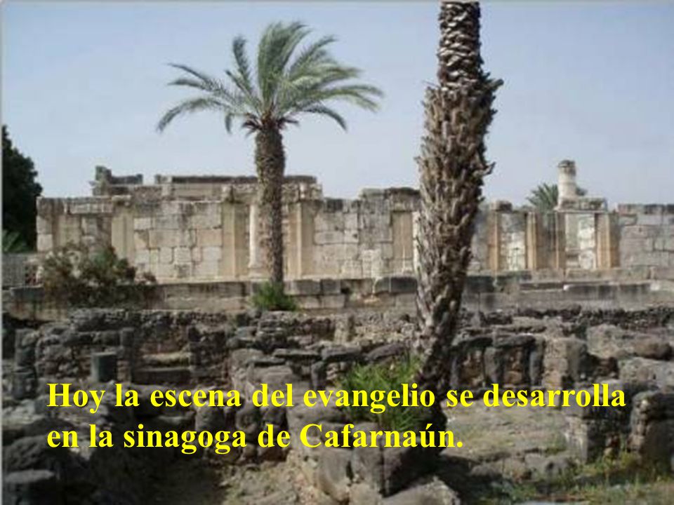 Hoy la escena del evangelio se desarrolla en la sinagoga de Cafarnaún.