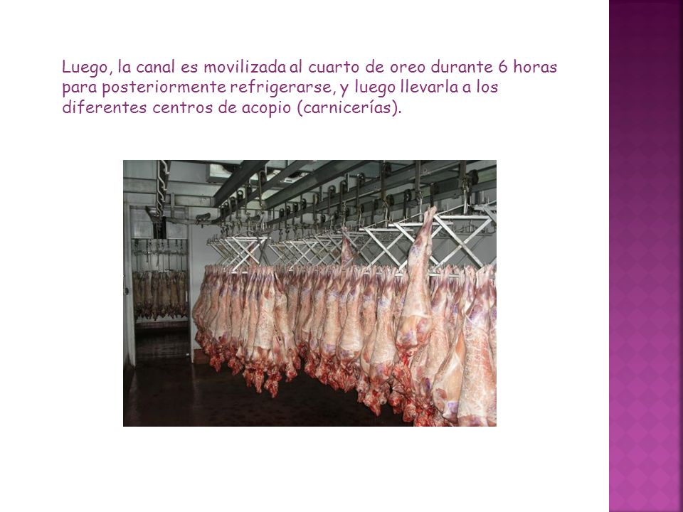 Luego, la canal es movilizada al cuarto de oreo durante 6 horas para posteriormente refrigerarse, y luego llevarla a los diferentes centros de acopio (carnicerías).