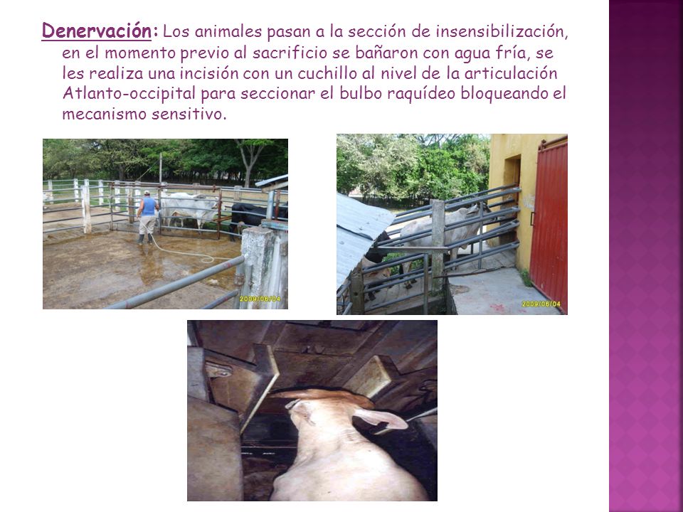 Denervación: Los animales pasan a la sección de insensibilización, en el momento previo al sacrificio se bañaron con agua fría, se les realiza una incisión con un cuchillo al nivel de la articulación Atlanto-occipital para seccionar el bulbo raquídeo bloqueando el mecanismo sensitivo.
