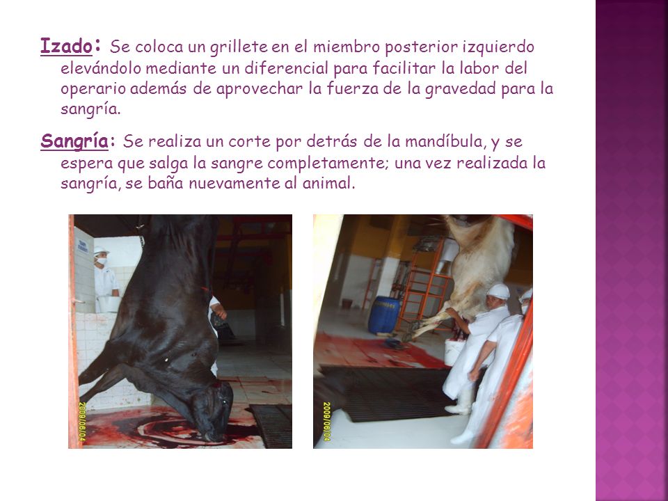 Izado: Se coloca un grillete en el miembro posterior izquierdo elevándolo mediante un diferencial para facilitar la labor del operario además de aprovechar la fuerza de la gravedad para la sangría.