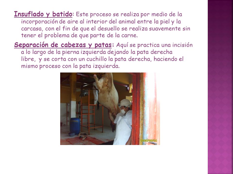 Insuflado y batido: Este proceso se realiza por medio de la incorporación de aire al interior del animal entre la piel y la carcasa, con el fin de que el desuello se realiza suavemente sin tener el problema de que parte de la carne.