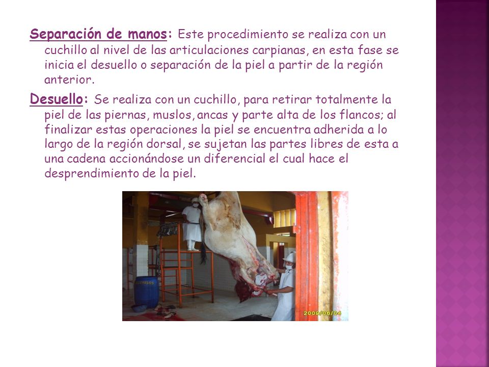 Separación de manos: Este procedimiento se realiza con un cuchillo al nivel de las articulaciones carpianas, en esta fase se inicia el desuello o separación de la piel a partir de la región anterior.
