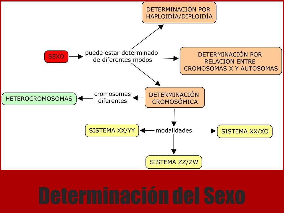 Determinación del Sexo
