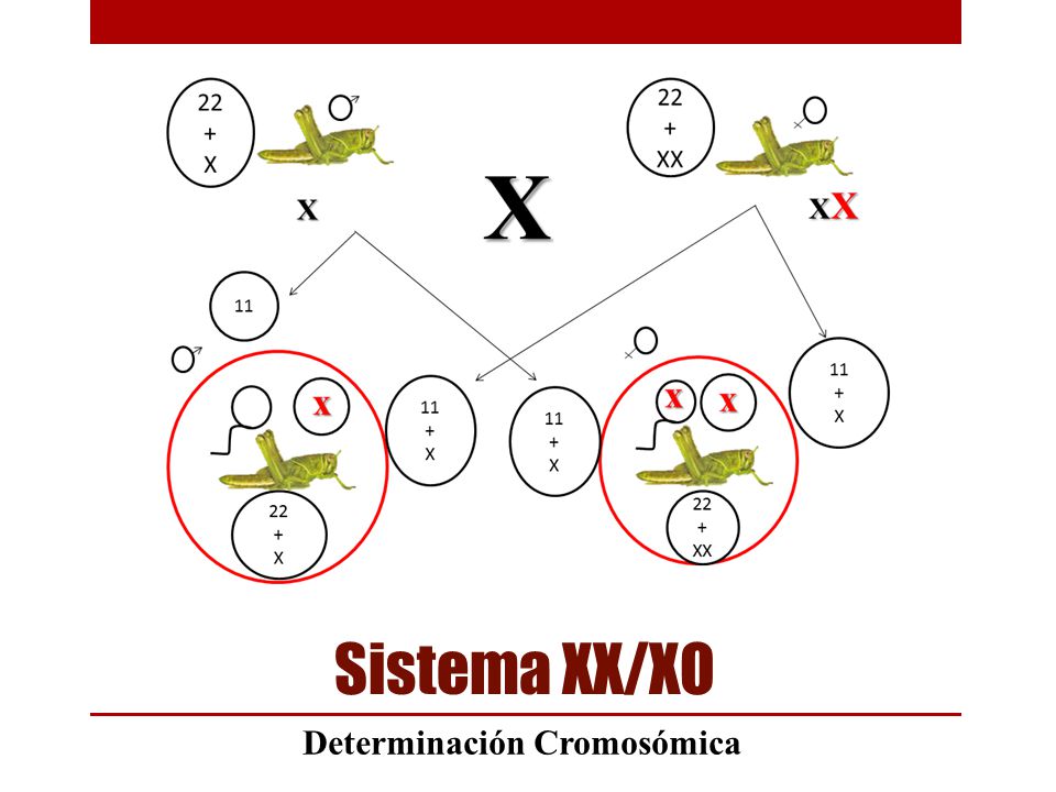 Determinación Cromosómica