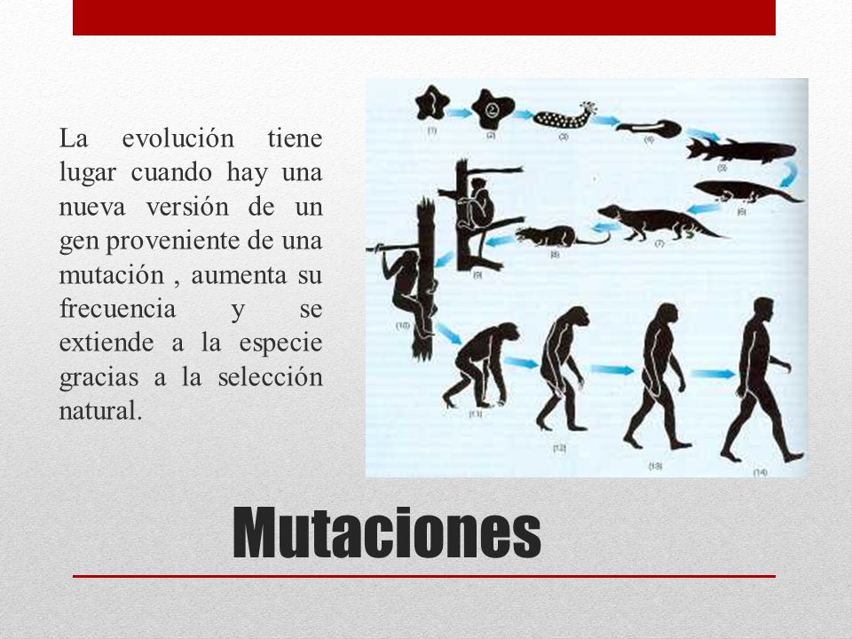 La evolución tiene lugar cuando hay una nueva versión de un gen proveniente de una mutación , aumenta su frecuencia y se extiende a la especie gracias a la selección natural.