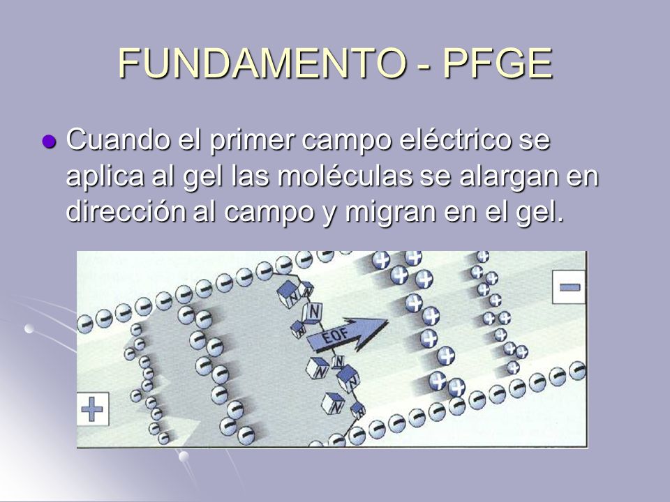 FUNDAMENTO - PFGE Cuando el primer campo eléctrico se aplica al gel las moléculas se alargan en dirección al campo y migran en el gel.