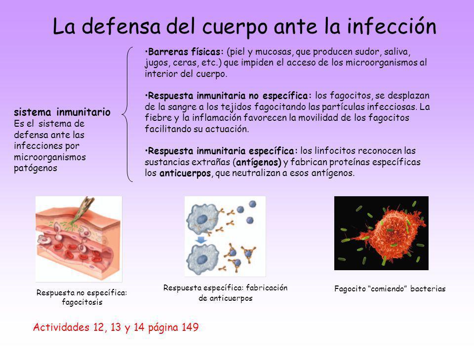 La defensa del cuerpo ante la infección