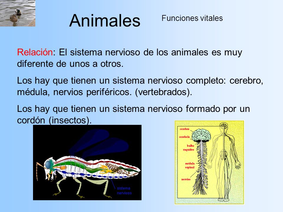 Animales Funciones vitales. Relación: El sistema nervioso de los animales es muy diferente de unos a otros.