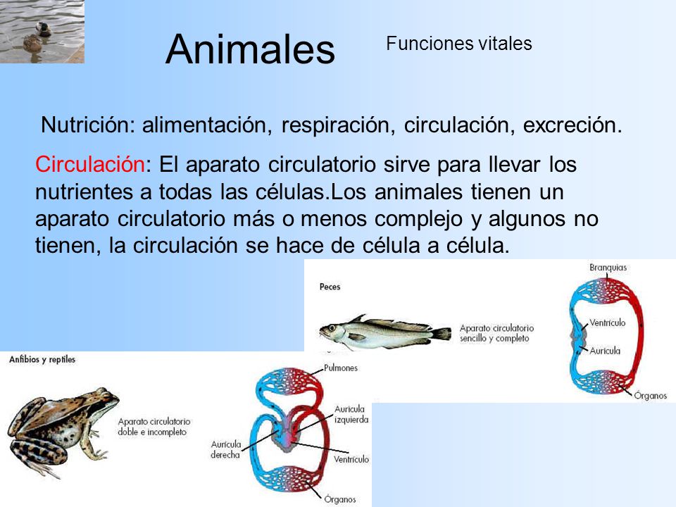 Animales Nutrición: alimentación, respiración, circulación, excreción.