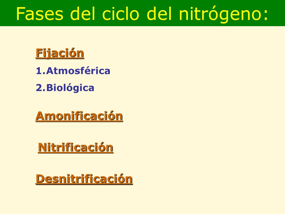 Fases del ciclo del nitrógeno: