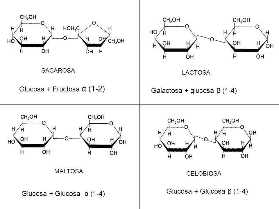 Glucosa + Fructosa α (1-2) Galactosa + glucosa β (1-4)
