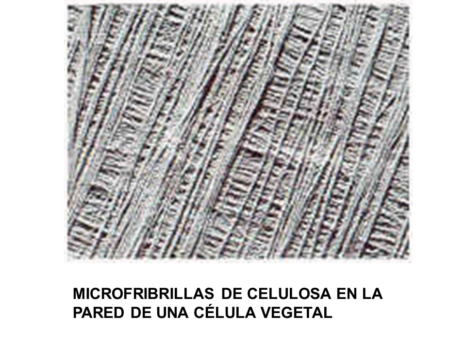 MICROFRIBRILLAS DE CELULOSA EN LA PARED DE UNA CÉLULA VEGETAL