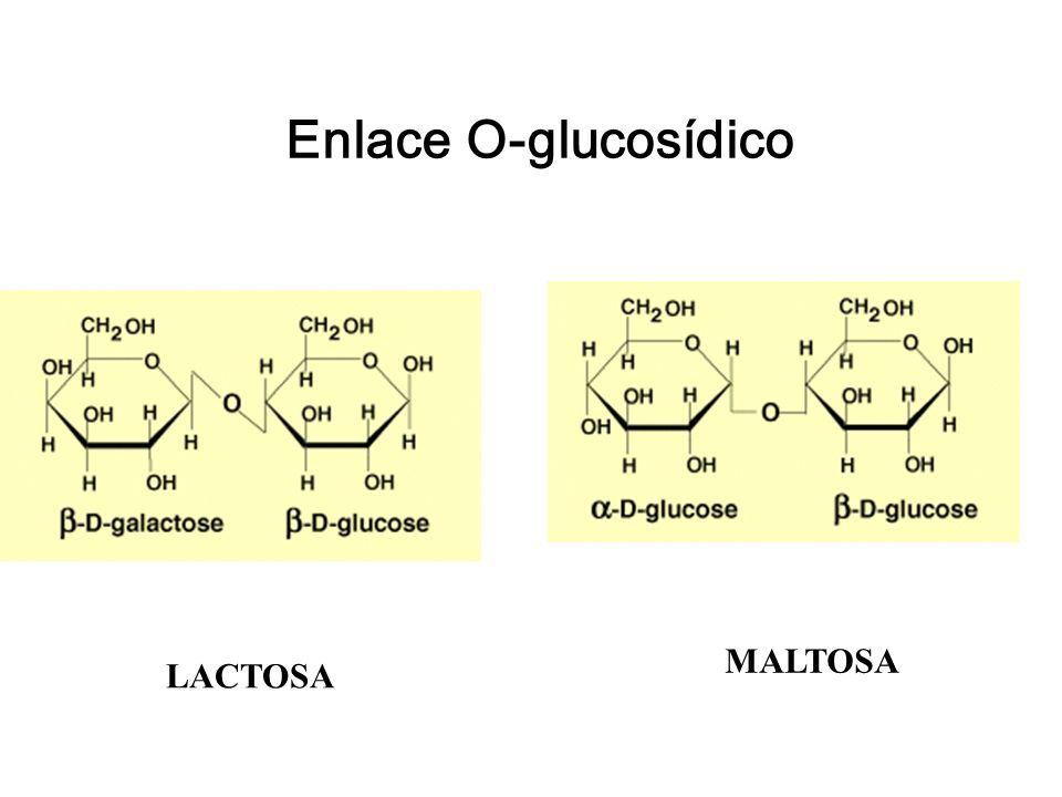 Enlace O-glucosídico LACTOSA MALTOSA