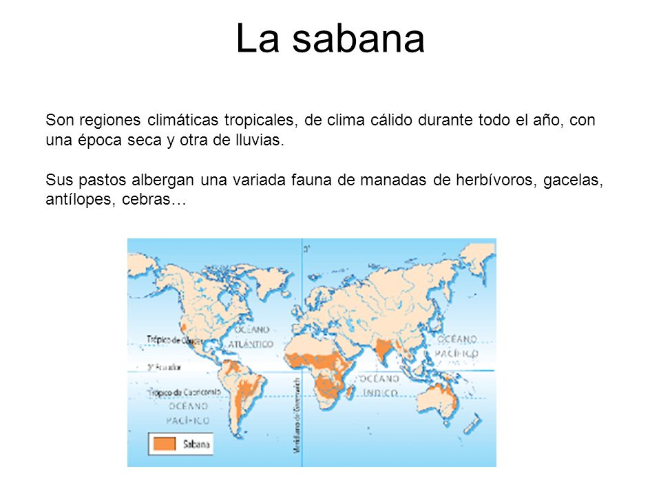 La sabana Son regiones climáticas tropicales, de clima cálido durante todo el año, con una época seca y otra de lluvias.