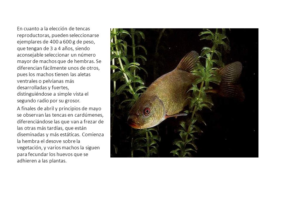 En cuanto a la elección de tencas reproductoras, pueden seleccionarse ejemplares de 400 a 600 g de peso, que tengan de 3 a 4 años, siendo aconsejable seleccionar un número mayor de machos que de hembras. Se diferencian fácilmente unos de otros, pues los machos tienen las aletas ventrales o pelvianas más desarrolladas y fuertes, distinguiéndose a simple vista el segundo radio por su grosor.