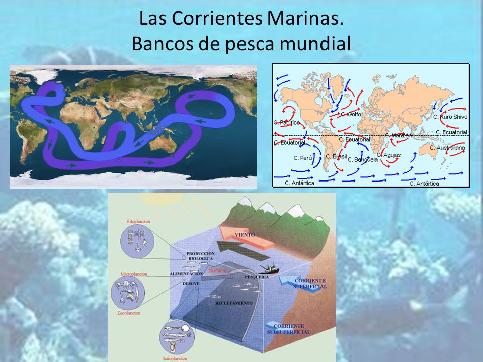 Las Corrientes Marinas. Bancos de pesca mundial