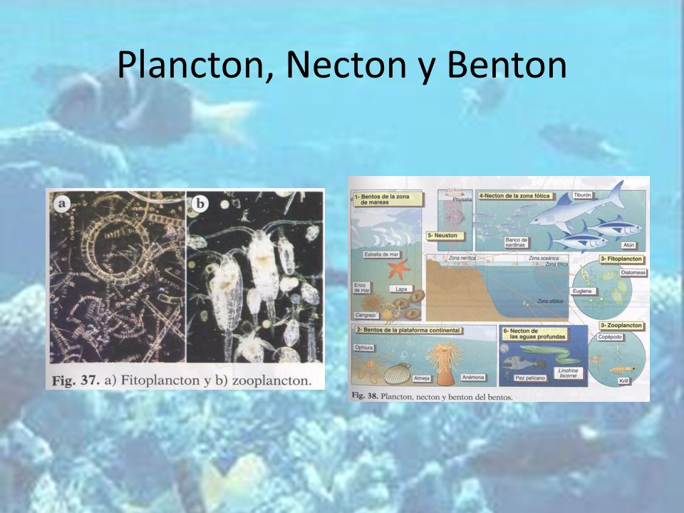 Plancton, Necton y Benton