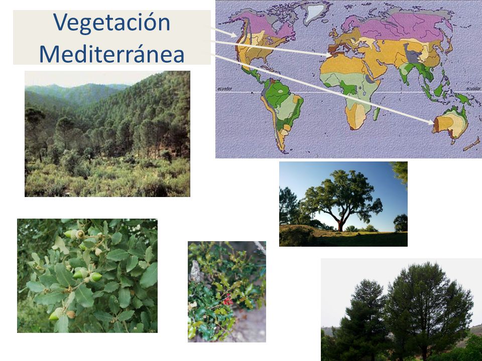 Vegetación Mediterránea
