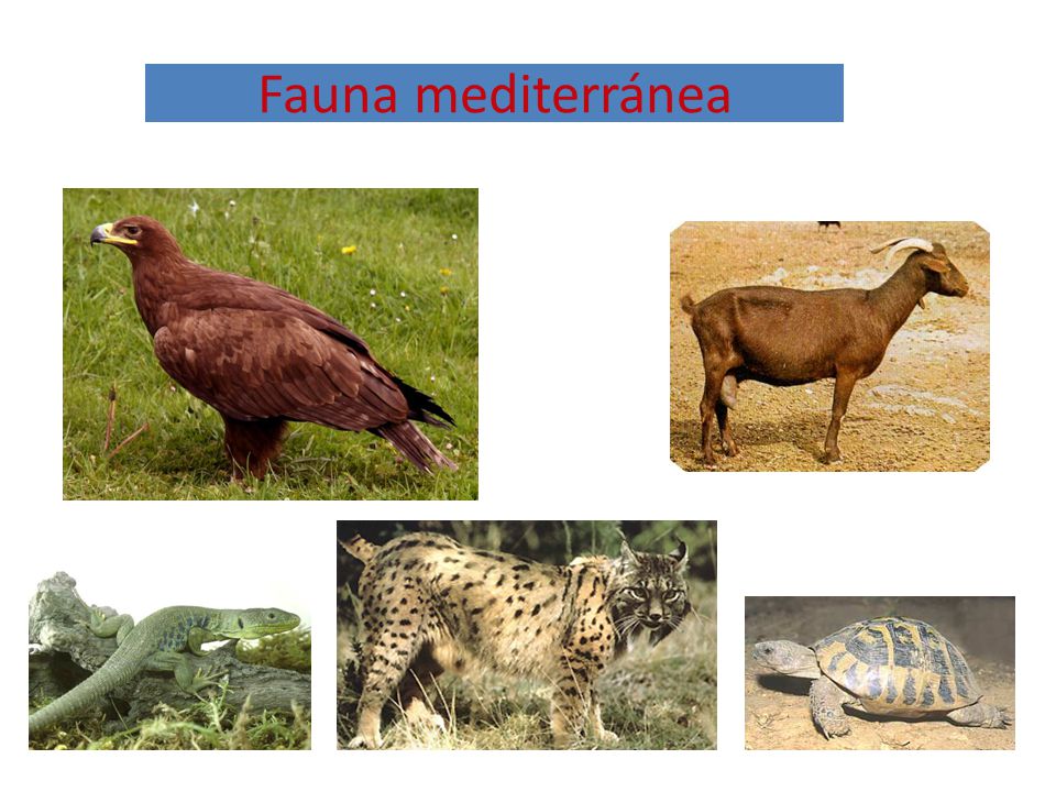 Fauna mediterránea