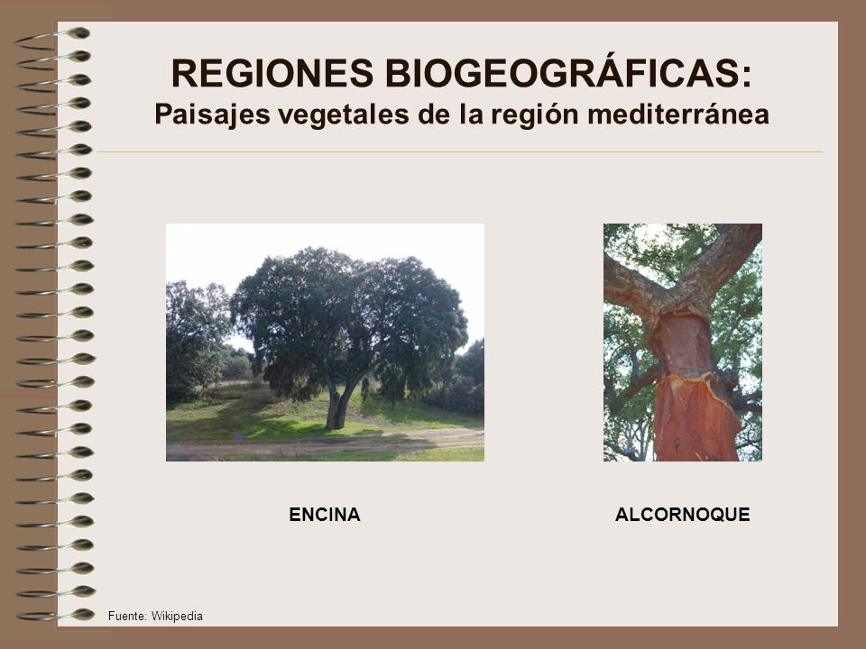 REGIONES BIOGEOGRÁFICAS: Paisajes vegetales de la región mediterránea