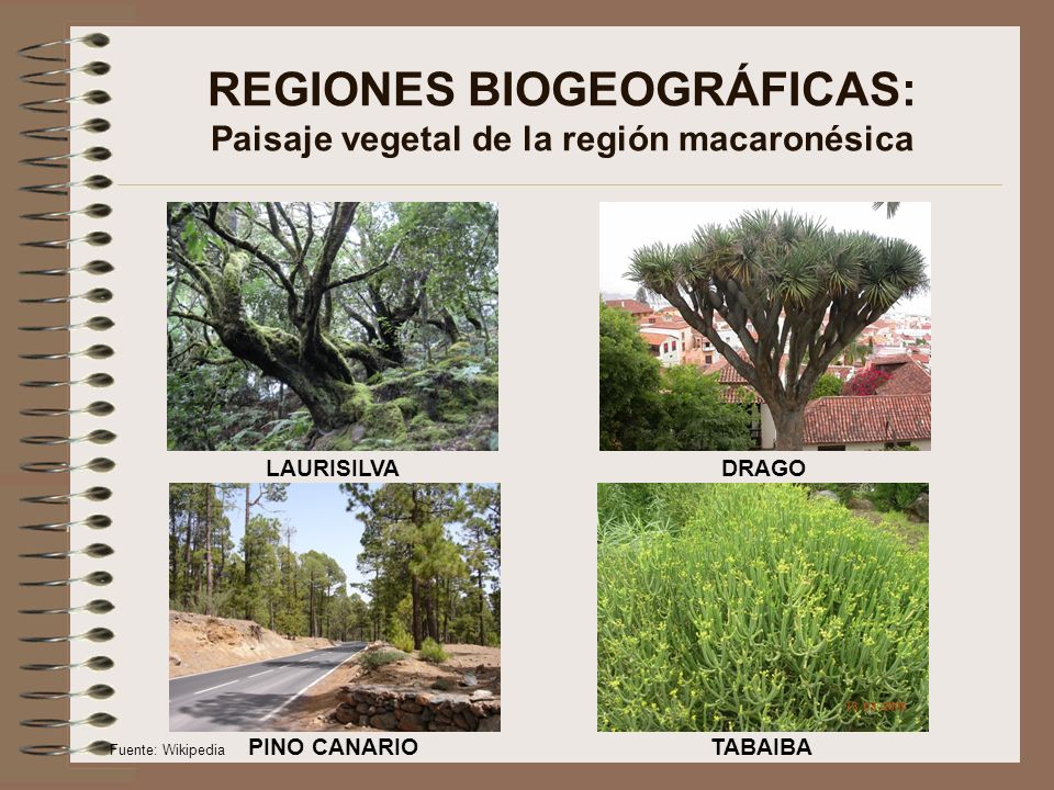 REGIONES BIOGEOGRÁFICAS: Paisaje vegetal de la región macaronésica