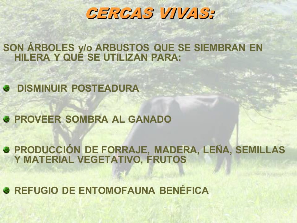CERCAS VIVAS: SON ÁRBOLES y/o ARBUSTOS QUE SE SIEMBRAN EN HILERA Y QUE SE UTILIZAN PARA: DISMINUIR POSTEADURA.