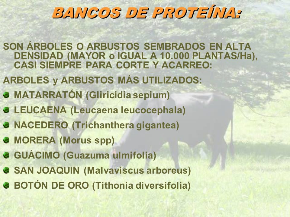 BANCOS DE PROTEÍNA: SON ÁRBOLES O ARBUSTOS SEMBRADOS EN ALTA DENSIDAD (MAYOR o IGUAL A PLANTAS/Ha), CASI SIEMPRE PARA CORTE Y ACARREO: