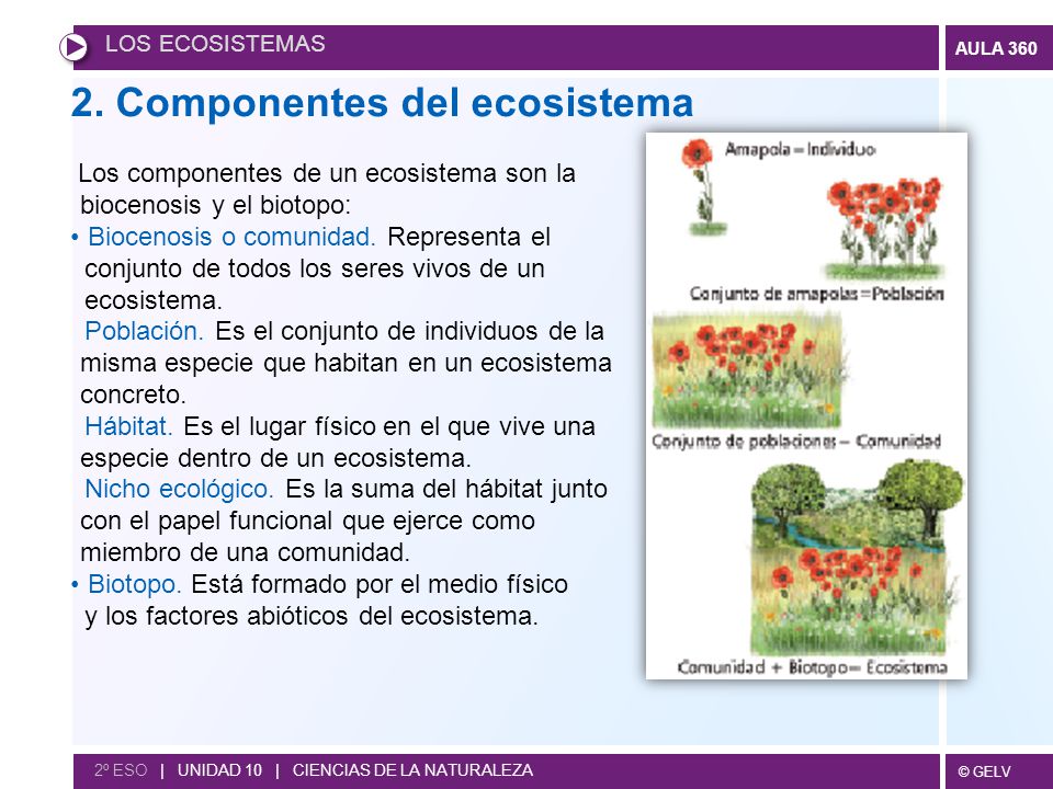 2. Componentes del ecosistema