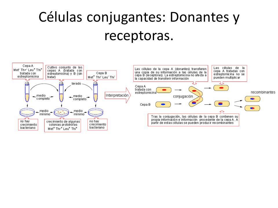 Células conjugantes: Donantes y receptoras.