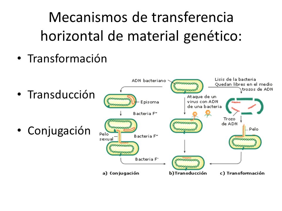Mecanismos de transferencia horizontal de material genético: