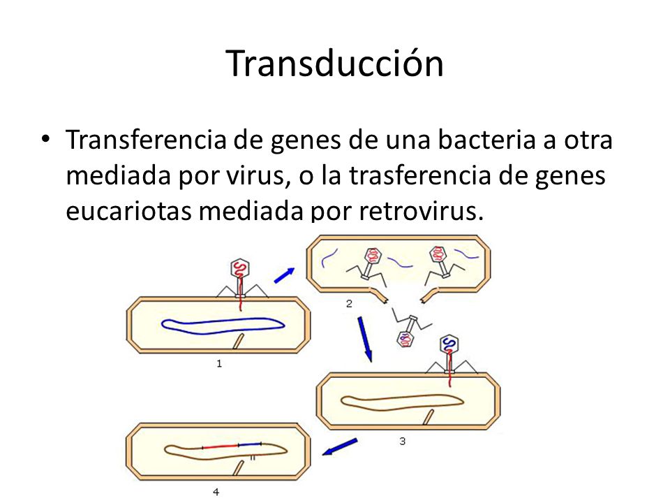 Transducción Transferencia de genes de una bacteria a otra mediada por virus, o la trasferencia de genes eucariotas mediada por retrovirus.