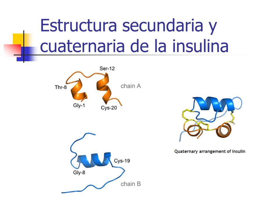 Estructura secundaria y cuaternaria de la insulina