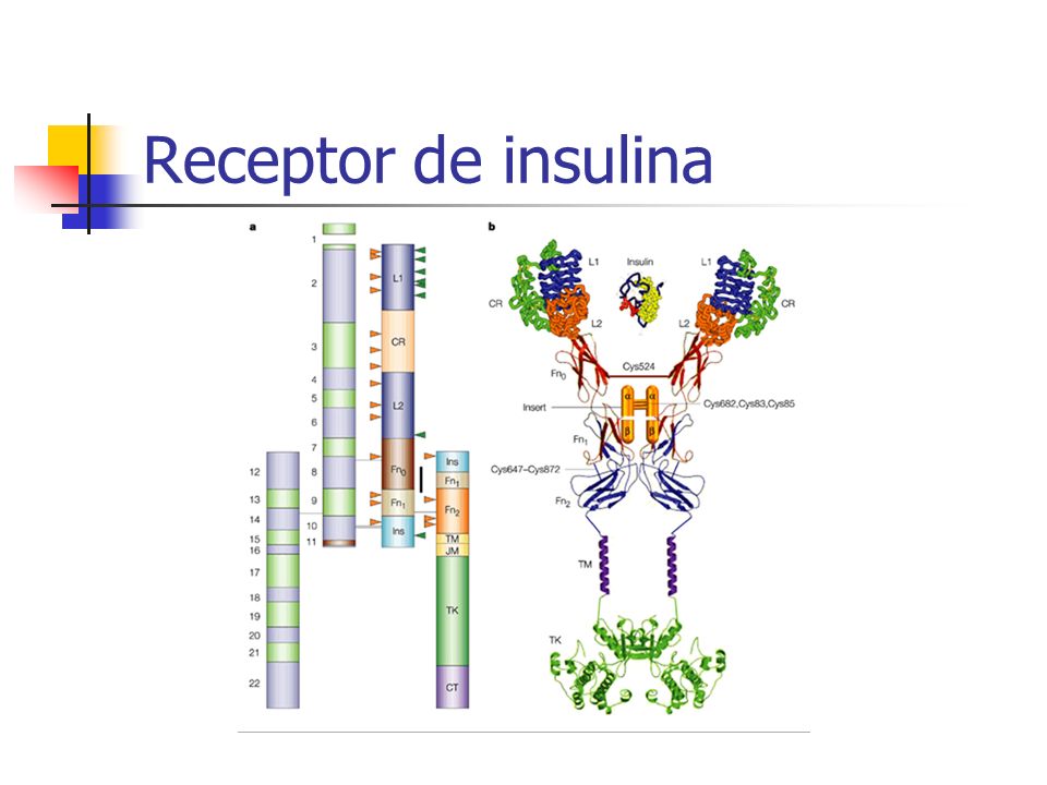Receptor de insulina