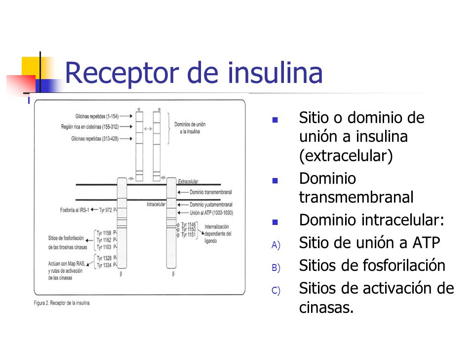 Receptor de insulina Sitio o dominio de unión a insulina (extracelular) Dominio transmembranal. Dominio intracelular: