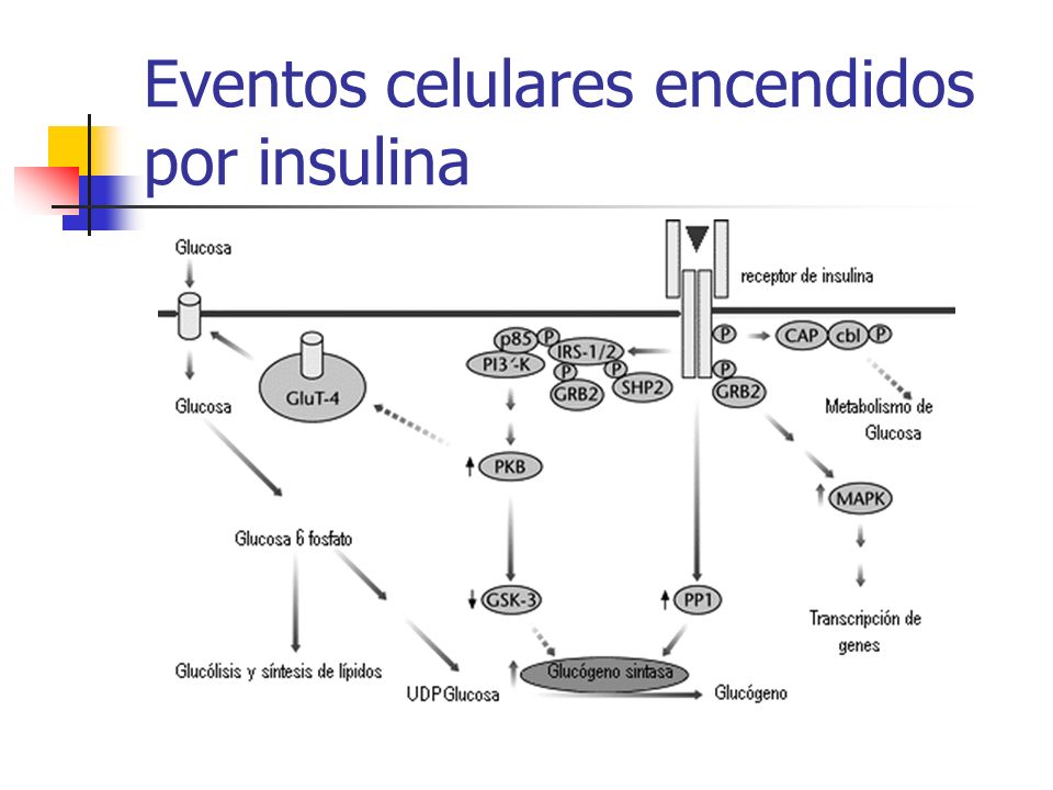 Eventos celulares encendidos por insulina