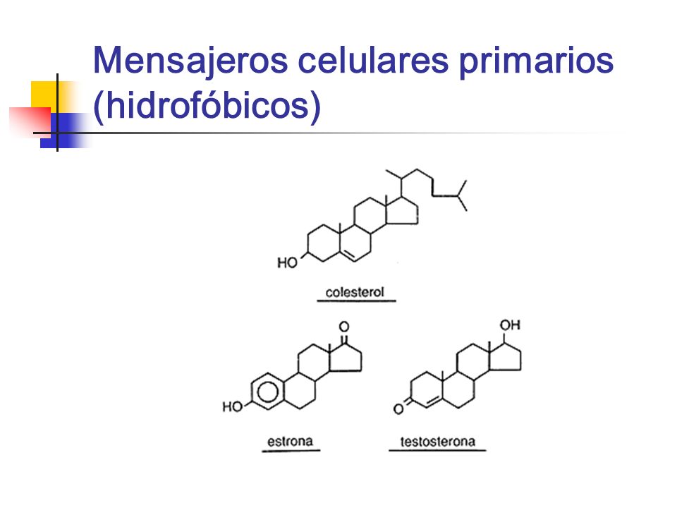 Mensajeros celulares primarios (hidrofóbicos)