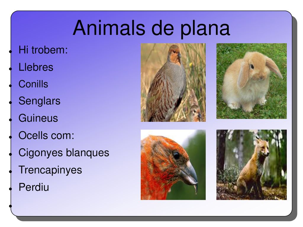 Animals de plana Hi trobem: Llebres Senglars Guineus Ocells com:
