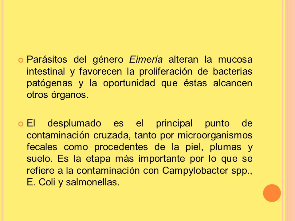 Parásitos del género Eimeria alteran la mucosa intestinal y favorecen la proliferación de bacterias patógenas y la oportunidad que éstas alcancen otros órganos.