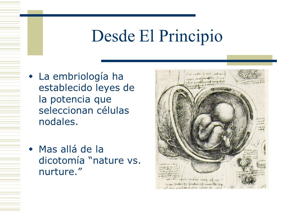 Desde El Principio La embriología ha establecido leyes de la potencia que seleccionan células nodales.